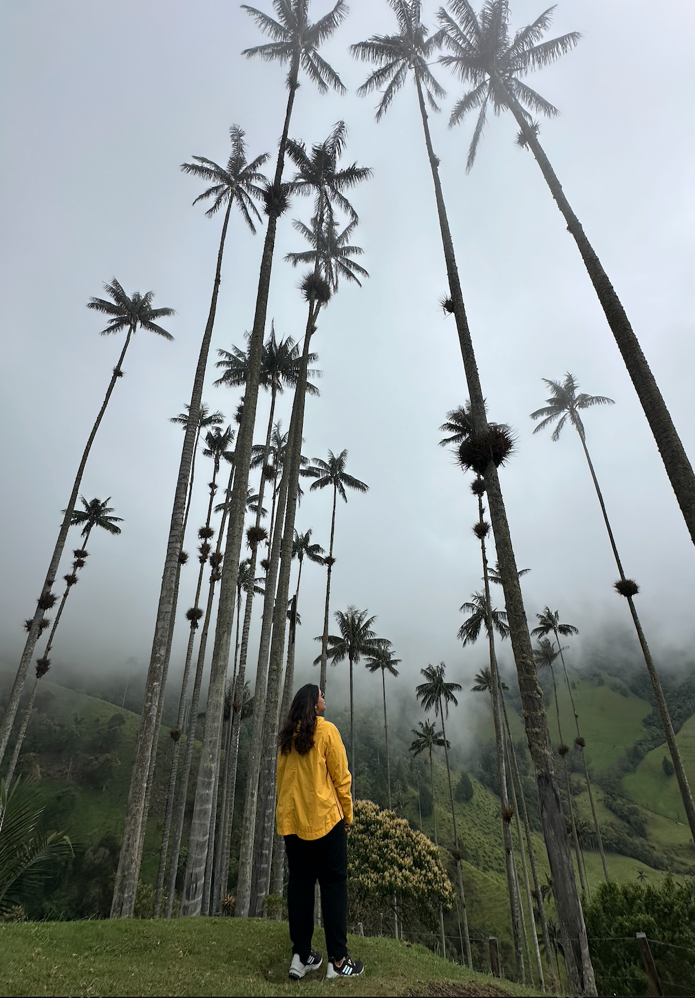 Wax palms in Cocora Valley