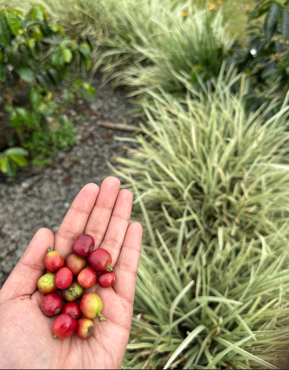 Coffee beans closeup